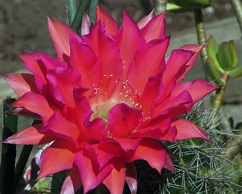 echinopsis-hybr koko chanel schick-hybr|isi schick hybrids.